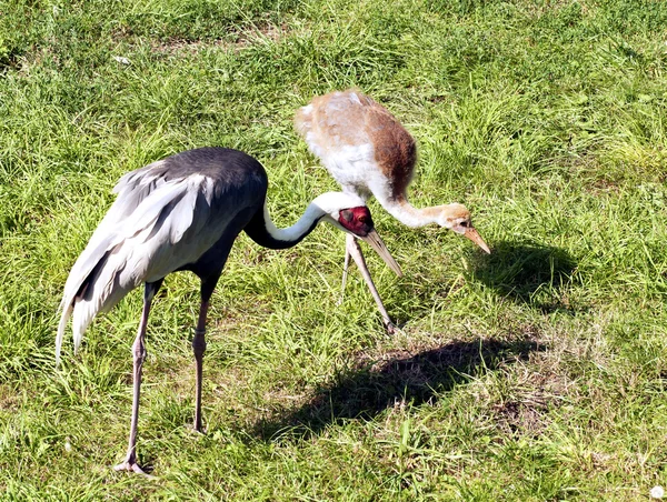 White-naped Crane — Stock Photo, Image