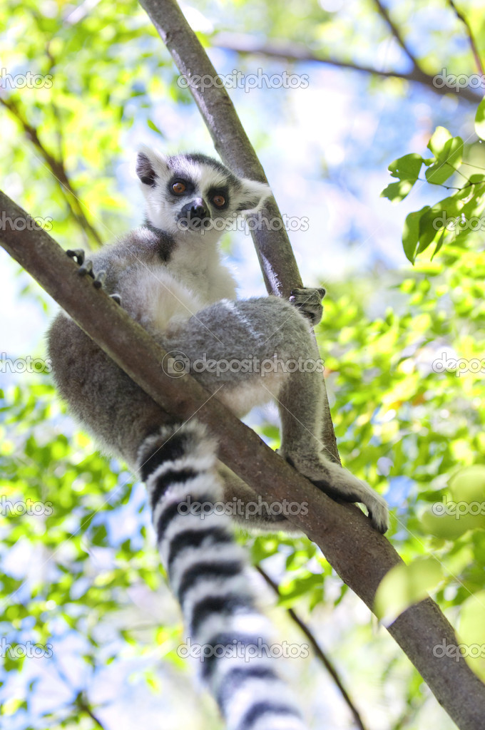 Ring-tailed lemur