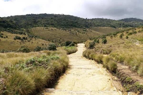 Forêt brumeuse et savane, Horton Plains, Sri Lanka — Photo