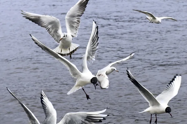 Морские чайки, летящие над рекой — стоковое фото