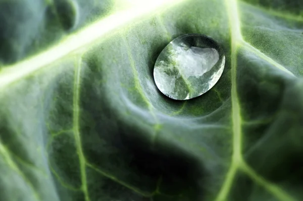 Yeşil bir yaprağa su damlası — Stok fotoğraf