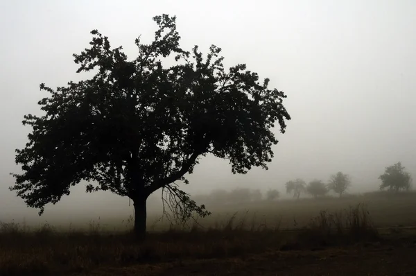 Strom a mlha — Stock fotografie