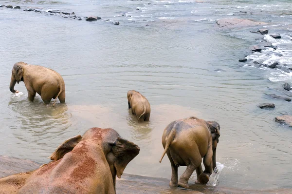 Elephants in the river — Stock Photo, Image