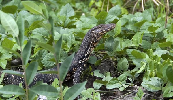 Asian Water Monitor, Varanus salvator salvator — Stock Photo, Image