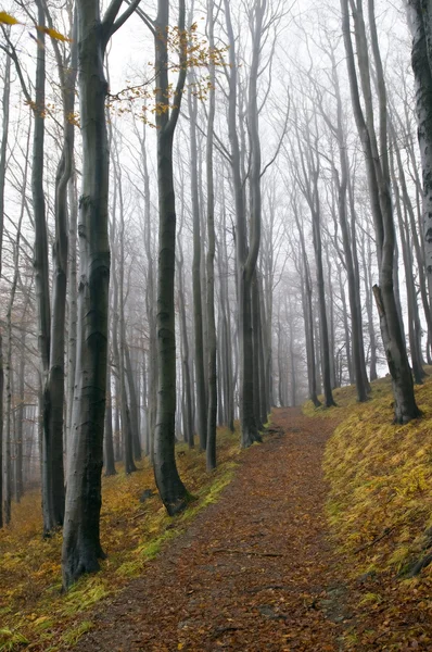 Foresta di faggio — Foto Stock