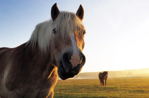 Cavallo e mattina — Foto Stock