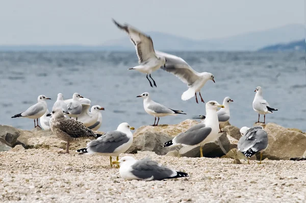 Gaivotas marinhas na praia — Fotografia de Stock