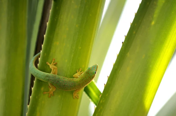 Groene gecko op een blad — Stockfoto