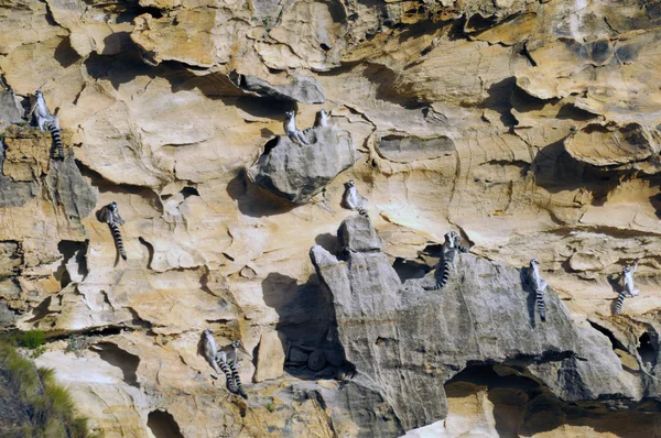 Группа кольцехвостых лемуров — стоковое фото