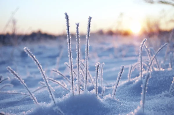 Winter sunrise — Stock Photo, Image