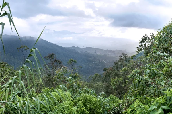 Вид на долину через тропический лес — стоковое фото