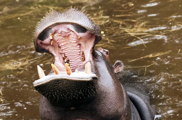 En flodhäst, en flodhäst — Stockfoto