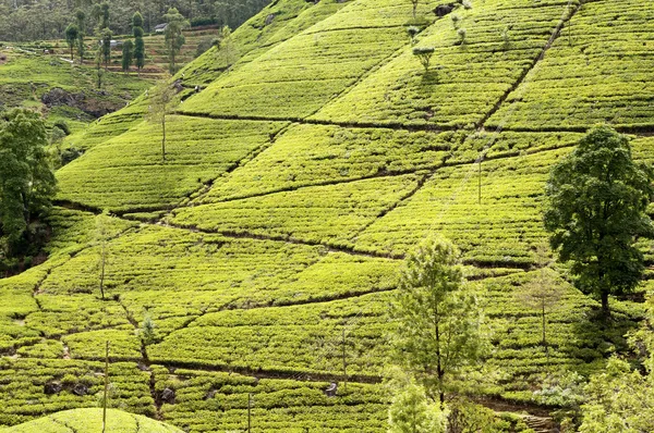 Tea trees on the plantations — Stock Photo, Image