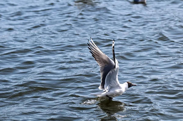 Uma gaivota — Fotografia de Stock