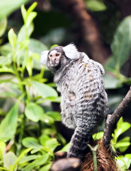 Small monkey - Marmoset — Stock Photo, Image