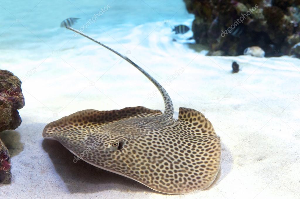 A spotted ray