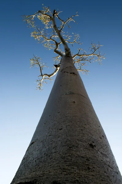 Baobab tree — Stock Photo, Image