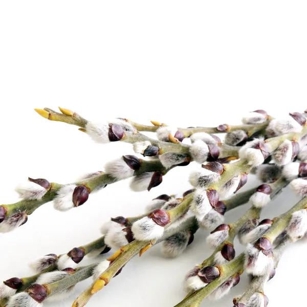 Pussy willow — Stock Photo, Image