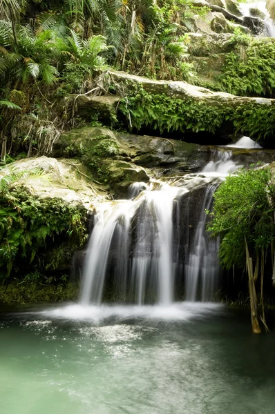 Une cascade dans une forêt tropicale — Photo