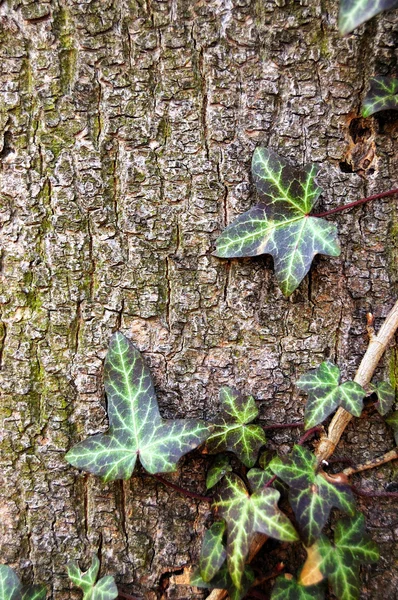 Murgröna blad — Stockfoto