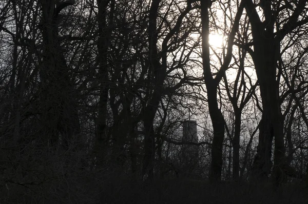 Утром в туманном лесу — стоковое фото