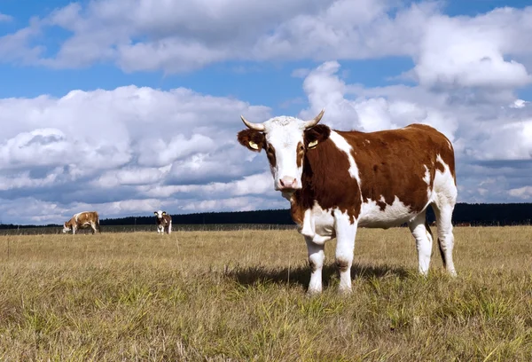 Krowy na pastwisku na — Zdjęcie stockowe