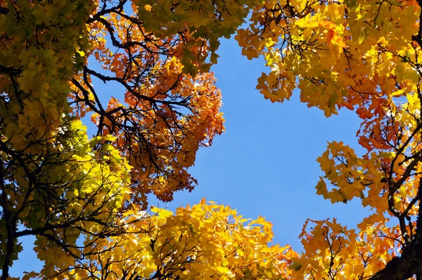 秋天的色彩 — 图库照片