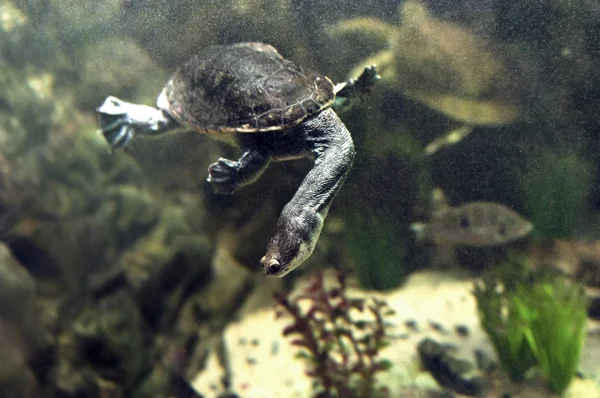 Långnackad sköldpadda — Stockfoto