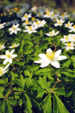 windflower, odun anemon