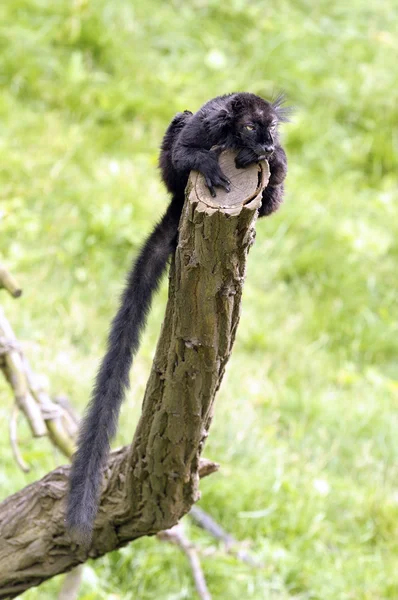 Lemur hitam — Stok Foto