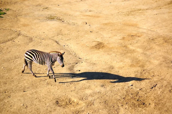 A zebra with its long shadow — Stock Photo, Image