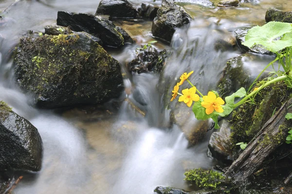Pântano selvagem Marigold — Fotografia de Stock