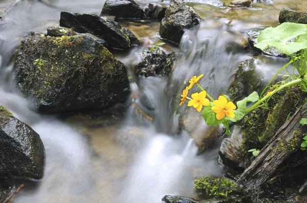 Vilda marsh marigold — Stockfoto