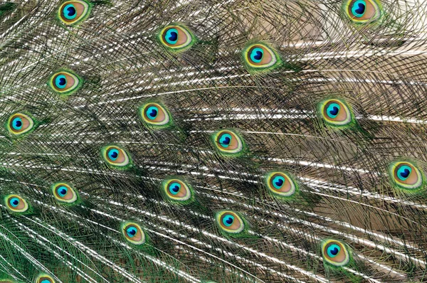 Peacock Peří — Stock fotografie
