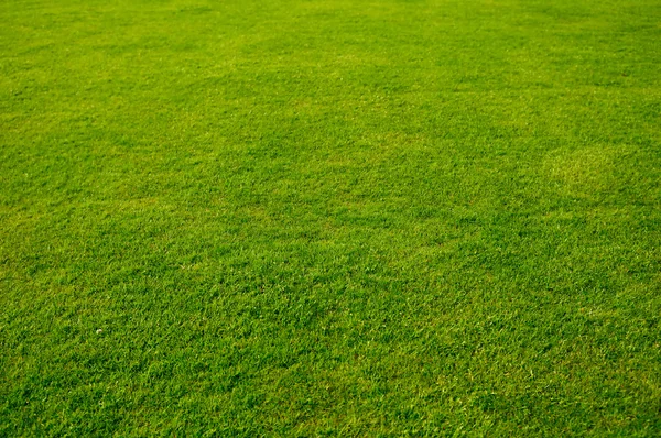 Grass background — Stock Photo, Image