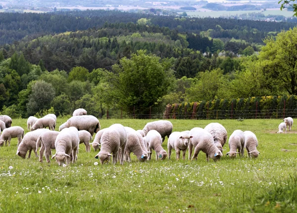 Schafe auf der Weide — Stockfoto