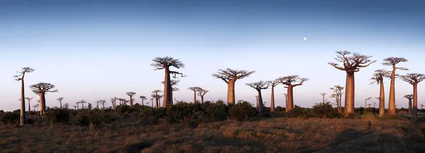 Aleja baobabów — Zdjęcie stockowe