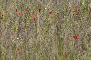 haşhaş otu ve kırmızı olan bir alana
