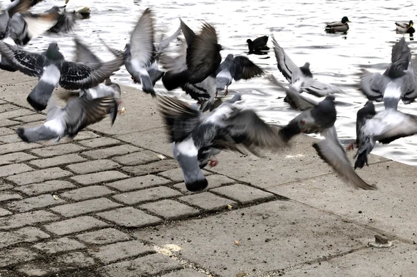 A flying up pigeons — Stock Photo, Image