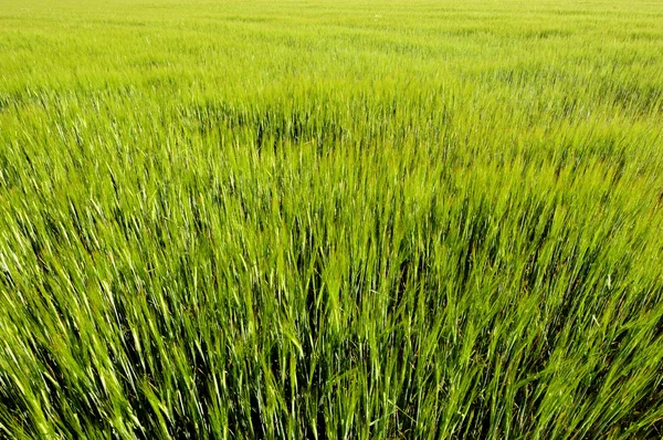 Campo de grano — Foto de Stock