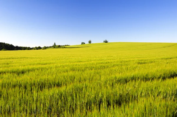 Green field — Stock Photo, Image