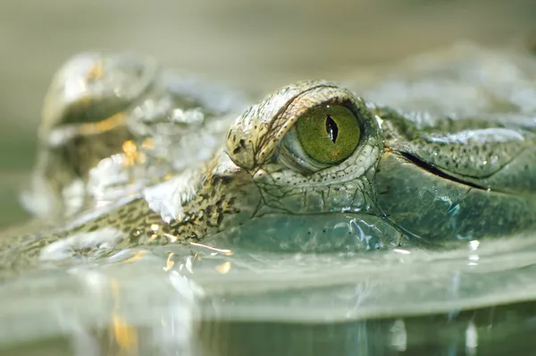 Detalhe do olho de gaviais — Fotografia de Stock