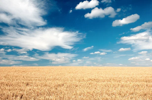 A summer field — Stock Photo, Image