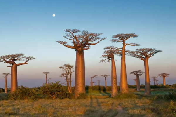 Gebied van baobabs — Stockfoto