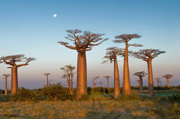 baobabs alanı