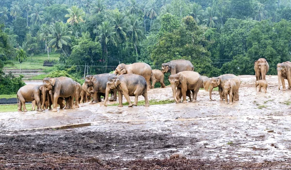 Herd of elephants — Stock Photo, Image