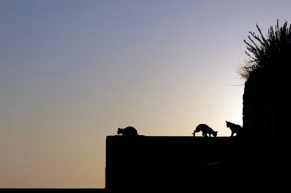 Cats silhouette in sunrise