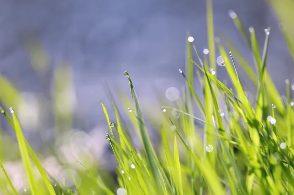 Краплі води і трава — стокове фото