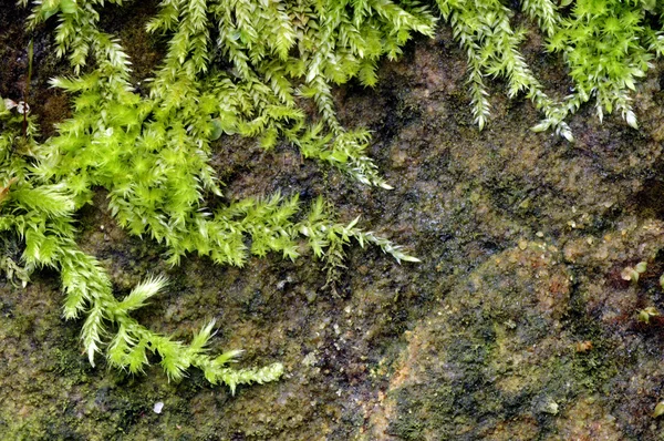 A moss on a stone — Stock Photo, Image