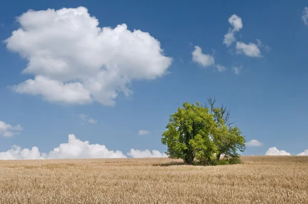 Field, sky and lonely tree — Stock Photo, Image